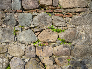 A plant on a stone wall. Plants grow on an old stone wall. Old masonry. Remains of ancient architecture.