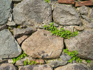 A plant on a stone wall. Plants grow on an old stone wall. Old masonry. Remains of ancient architecture.
