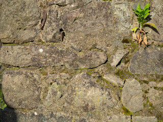 Plant on stone wall. Plants grow on an old stone wall. Old masonry. Remains of ancient architecture.