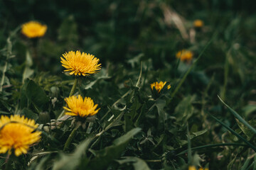 yellow flowers