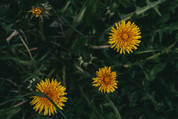 yellow flowers