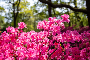pink magnolia tree in bloom