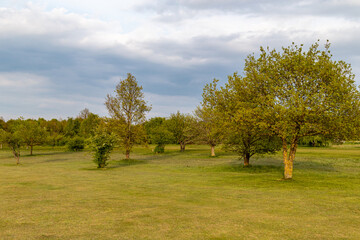 trees in the field