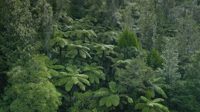 Large kauri tree and rainforest of the coromandel ranges, New Zealand