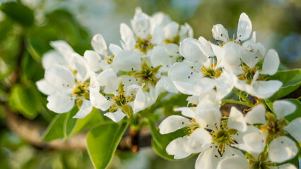 pear inflorescences, white flowers, fruit trees