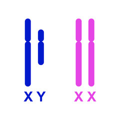 Colorful Illustration Of Human Sex Chromosomes. XY Sex Determination System. X And Y Chromosomes. Vector Illustration.