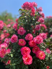 bouquet of roses