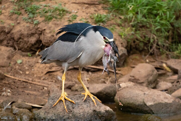 A Black Crowned night Heron eating its prey