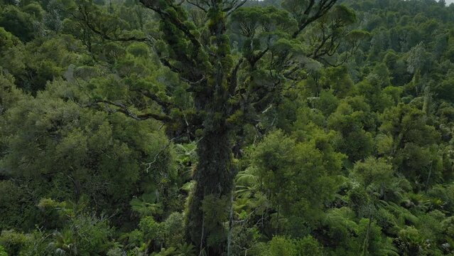 Large kauri tree and rainforest of the coromandel ranges, New Zealand