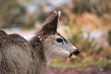 portrait of a deer