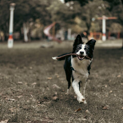 border
collie
dog
autumn
puppy
collie
