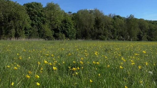 A buttercup meadow in the sun.  Background