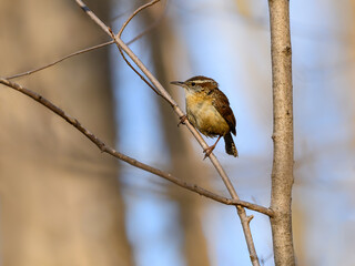 Carolina Wren perched on tree branch in spring