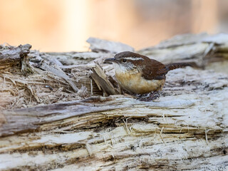 Carolina Wren perched on rotten log in spring