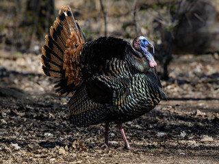 Male (tom) eastern wild turkey with its tail feathers fanned out in early Spring