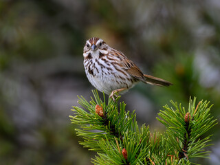 Song Sparrow perched on evergreen in spring, closeup portrait
