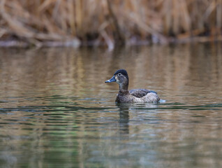 Female Ring-necked Duck swimming in green water in spring