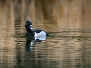 Male Ring-necked Duck swimming in green water in spring