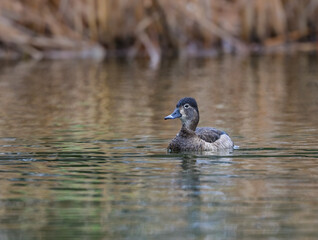 Female Ring-necked Duck swimming in green water in spring