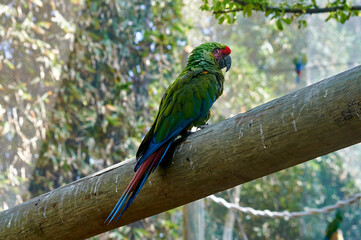 guacamaya