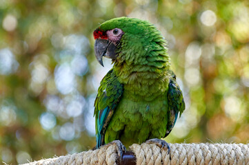 guacamaya