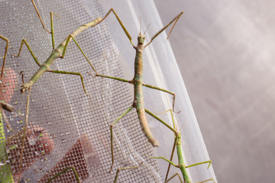 Anam stick insect, Medauroidea extradentata