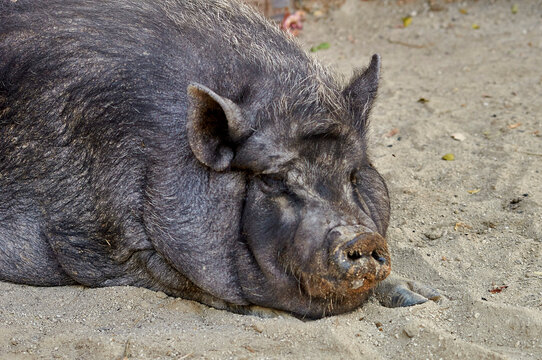 puerco