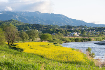 菜の花畑と河川