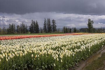 Oregon, Wooden Tulips Field Festival 