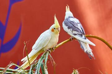 Ave blanca australiana
