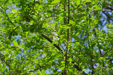 Blooming bird cherry tree with white flowers and bright green leaves spring natural background photo. Design template with copy space. Springtime blossom season concept.