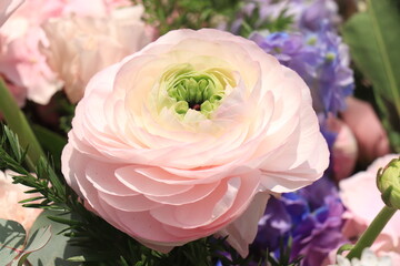 Big pink Ranunculus