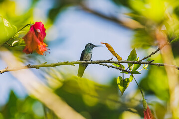 Beija-flor-de-banda-branca