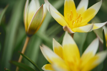 黄色いチューリップ/Yellow tulips