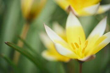 黄色いチューリップ/Yellow tulips