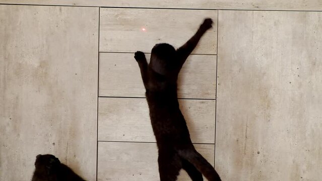 Cat and glowing dot. Black cat playing with a laser pointer. 4k footage