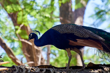 pavo real
