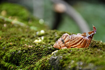 Snail shell in the moss.