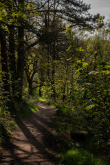Fototapeta premium a path going though a forest on Walton hill