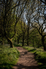 Fototapeta na wymiar a path going though a forest on Walton hill