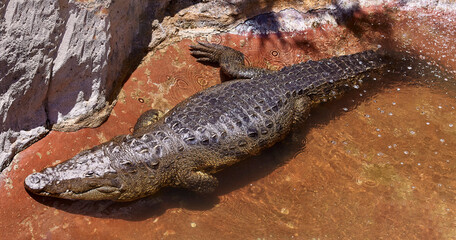 cocodrilo