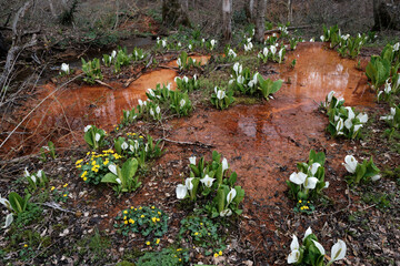 赤茶けた川底とミズバショウの咲く春のむれ水芭蕉園