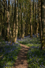 Obraz premium a path leading down a forest filled with bluebells