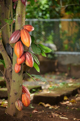Orange color cocoa pods