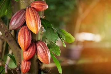 Fotobehang Orange cacao  group pod © PixieMe