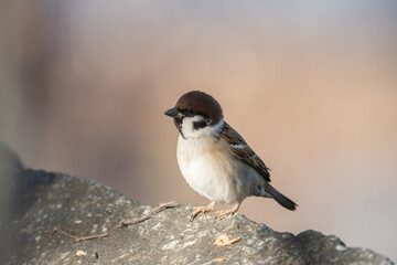 光の中のスズメ