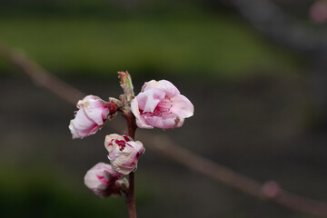 fiori di pesco rosa su alberi da frutto in primavera