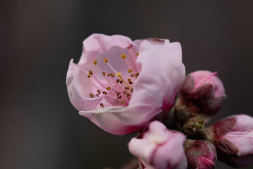fiori di pesco rosa su alberi da frutto in primavera