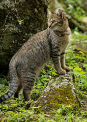 cat in the grass