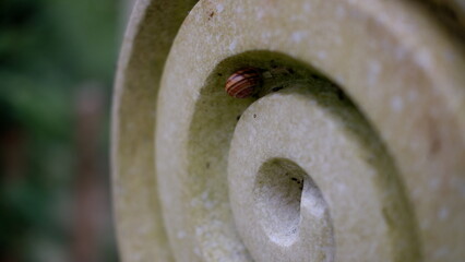 Snail in a spiral